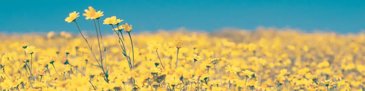 Capstone Behavioral Health PC - Hero Image