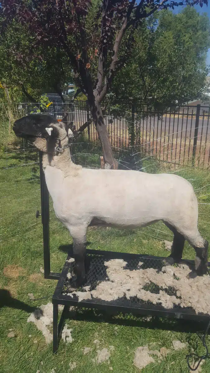 Independence Place - Preview