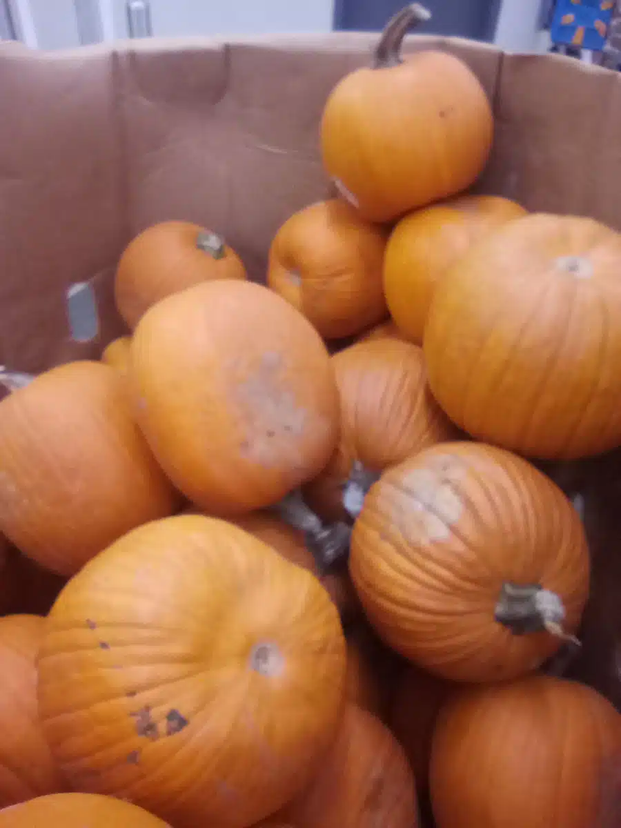 Kokua Support Services - Hero Image