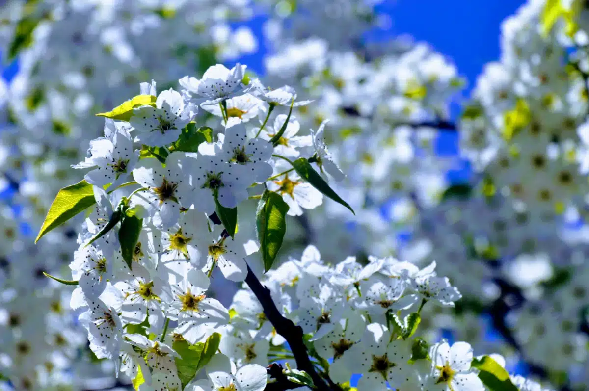 Maine Behavioral Healthcare - Preview