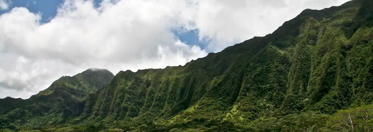 Maui Champ Clinic Inc - Preview