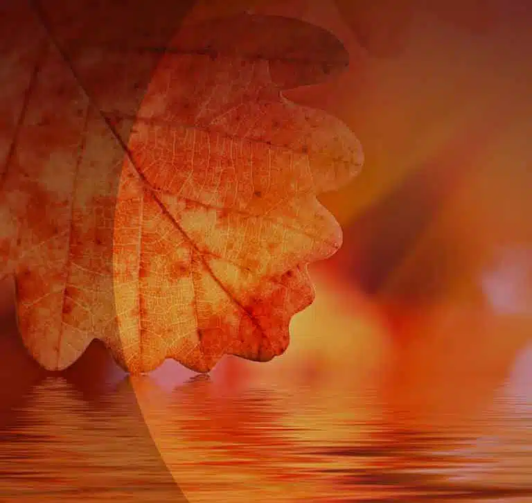 Red Oak Counseling Ltd - Hero Image