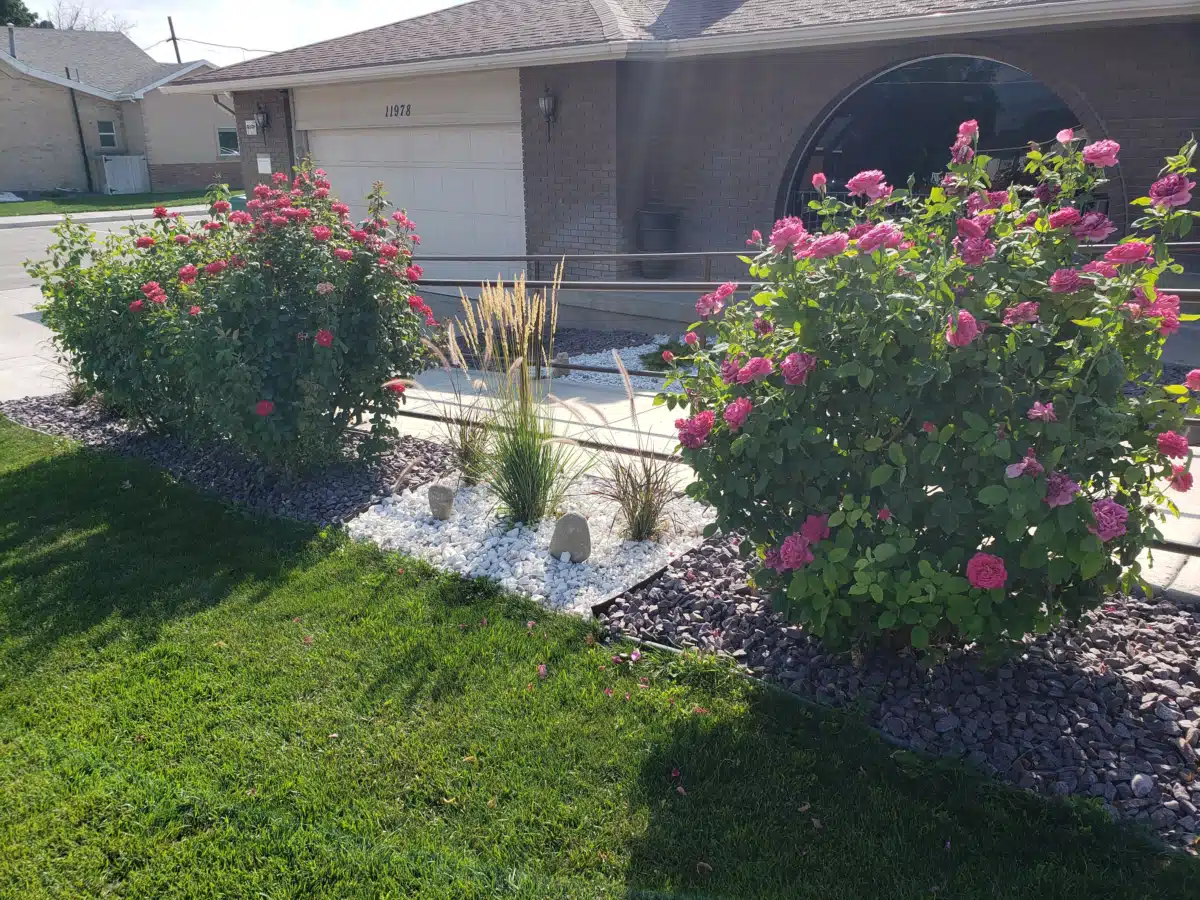 Redwood Recovery - Hero Image