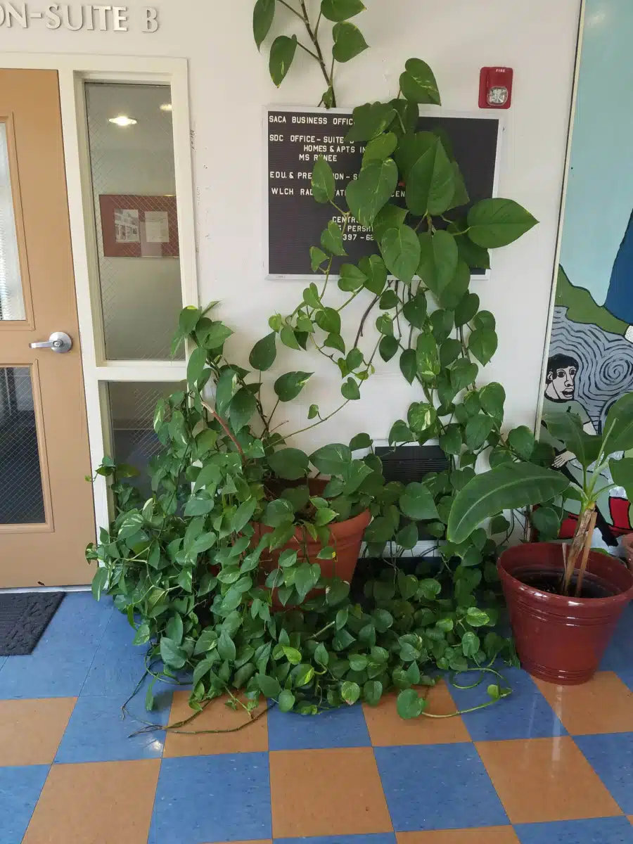 Spanish American Civic Association - Hero Image